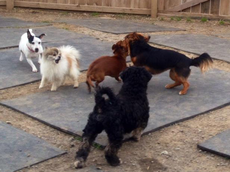 small dogs play in group